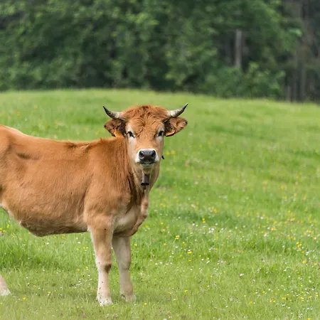 El Babu Szálloda 2*